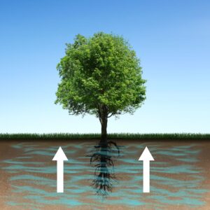 Improved Nutrient Absorption in Agriculture Nanobubbles